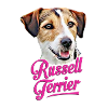 Jack Russell terrier