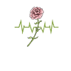 Flowers Carnation Heartbeat