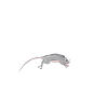 Rat Owner Gift Rats Lover
