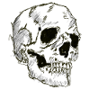 Line drawing skull,