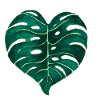 Monstera Deliciosa leaf