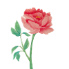 Pfingstrose
