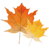 Maple leaves