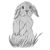 rabbit