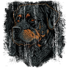Chien Rottweiler