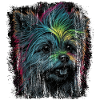 Punky Yorkshire Terrier