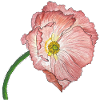 rosa Mohn Blume