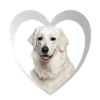 Kuvasz Herz - J’aime Kuvasz