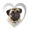 Pug Love - I Love Pug