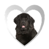 Newfoundland Heart - J’aime Terre-Neuve