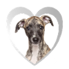 Whippet Herz - J’aime Whippet