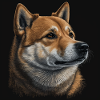 Shiba Inu Dog
