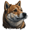 Shiba Inu Chien