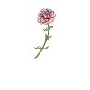 Fleurs Œillet Heartbeat
