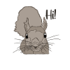 Écureuil gris Écureuil Écureuil renard