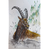 Steinbock Capricorn