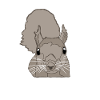 Écureuil gris Écureuil Écureuil renard