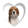 Beagle Herz - J’aime Beagle