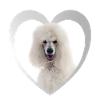 Poodle Heart - I Love Poodle