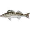 Low Poly Zander