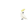 COCKATOO HAIR DON'T CARE