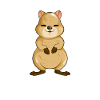 Kawaii Quokka