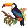 Toucan Costa Rica
