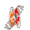 Koi Carp Koimasutra Kois
