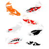 Koi Carp Koi