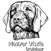 Magyar Viszla Wirehair