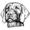 Magyar Viszla Wirehair 01 sw