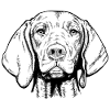 Magyar Viszla Shorthair 01 bk