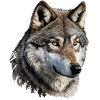 The Wolf