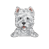 West Highland White Terrier Westie