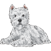 West Highland White Terrier Westie