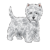 West Highland White Terrier Westie