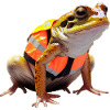 Recognising potential dangers despite mimicry