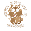 Wombat Animal Australia Womabts