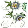 Passiflore au papillon