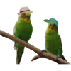 Budgerigar dot pixel