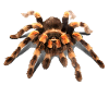 TARANTULA, MEXICAN RED KNEE TARANTULA