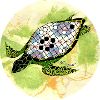 The Turtle Shell