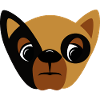 French bulldog
