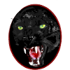 Black cat of prey
