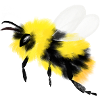 Bumblebee bumblebee