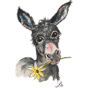 Donkey "Bruno"