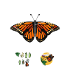 Monarch butterfly American monarch butterfly