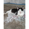 Cats