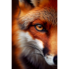 Fox Foxes Animal Animal