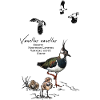 Lapwing
